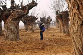 爆料保定小树林视频,揭秘背后真相与争议  第2张 爆料保定小树林视频,揭秘背后真相与争议  第2张