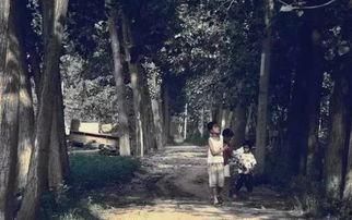 爆料保定小树林视频,揭秘背后真相与争议  第3张 爆料保定小树林视频,揭秘背后真相与争议  第3张